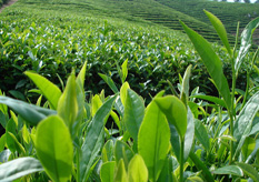 茶葉91视频最新网址標簽方案