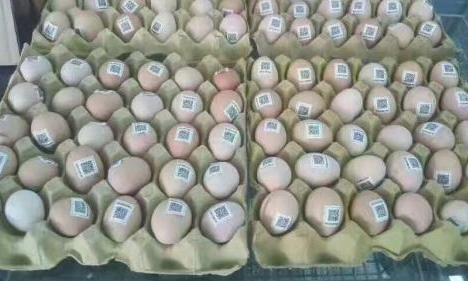 雞蛋二維碼質量可追溯性係統價格多少？