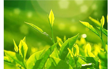 茶葉91视频最新网址溯源係統具有哪些優勢價值?